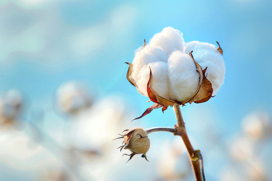 Why 100% Pure Cotton is the Only Choice for Your Child’s Sensitive Skin